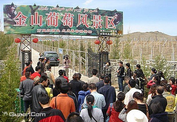 金山葡萄园第 2 张图片