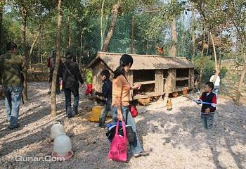 肥西老母鸡生态园第 3 张图片