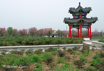 曹州牡丹园第 36 张图片