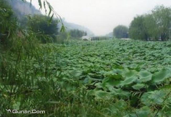 鼎湖芦苇荡第 3 张图片