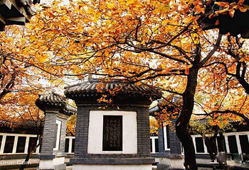 百望山森林公园第 15 张图片