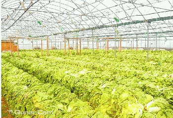 蔬菜科技示范园第 2 张图片