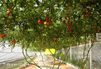 蔬菜科技示范园第 3 张图片