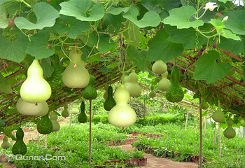 蔬菜科技示范园第 1 张图片