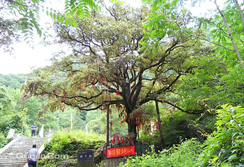 黑河森林公园第 2 张图片