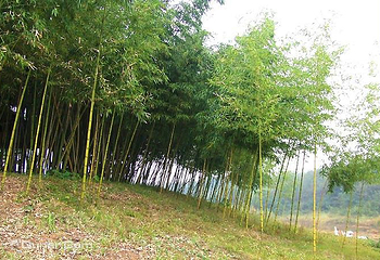 西郊森林公园第 3 张图片