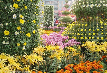 小榄菊花会第 51 张图片