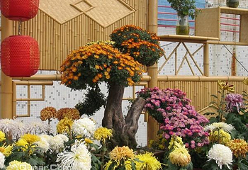 小榄菊花会第 53 张图片