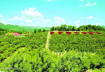重庆垫江牡丹生态旅游区第 3 张图片