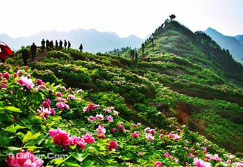 重庆垫江牡丹生态旅游区第 6 张图片