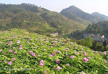 重庆垫江牡丹生态旅游区第 5 张图片