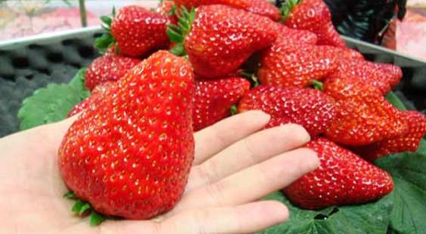 北京鑫古城农家乐旅游观光园