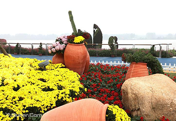扬中市园博园金秋菊花•彩灯展第 15 张图片