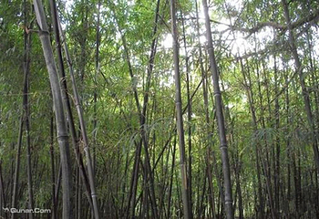 舟山市普陀山风景区-紫竹林第 9 张图片