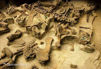 重返恐龙时代大型仿真恐龙展第 5 张图片