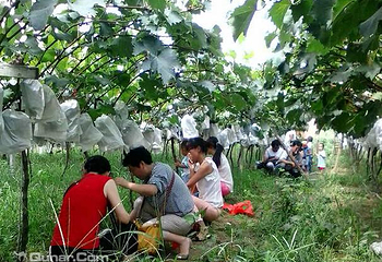 老李采摘园第 2 张图片