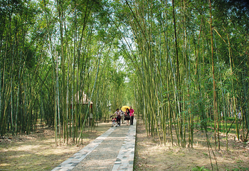 绥江竹海生态旅游景区第 4 张图片