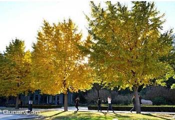 清华大学第 3 张图片