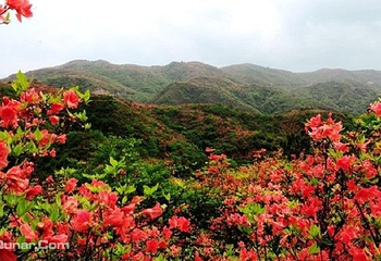 大围山国家森林公园第 28 张图片
