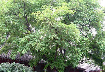 僧格林沁祠第 4 张图片