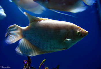 徐州云龙湖水族馆第 3 张图片