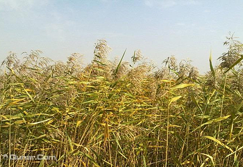 月牙湾第 4 张图片