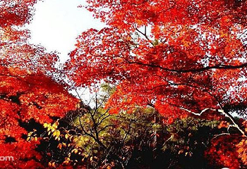 百望山森林公园第 12 张图片