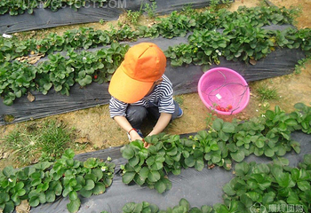 光明农场大观园第 17 张图片