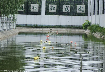 龙川盆景艺苑第 8 张图片