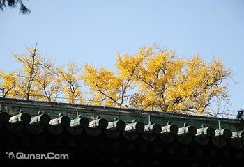 大觉寺第 16 张图片