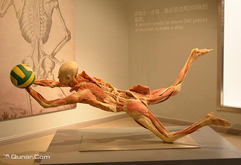 生命奥秘博物馆第 4 张图片