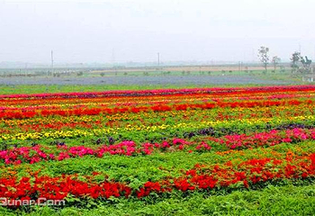 江苏岩藤农场第 4 张图片