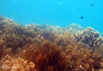 亚龙湾爱琴海PADI潜水度假村第 8 张图片