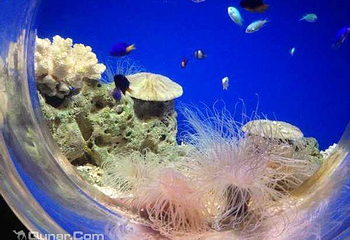 洛阳海底世界第 4 张图片