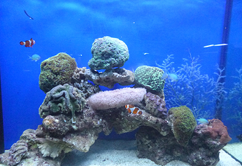 中山小榄海洋生物珊瑚科普展第 1 张图片