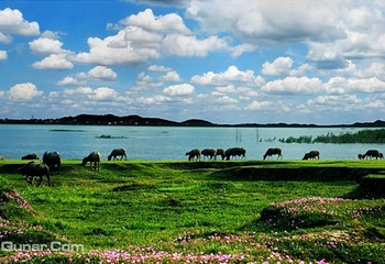 鄱阳湖国家湿地公园第 35 张图片