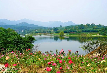 木兰玫瑰园第 9 张图片