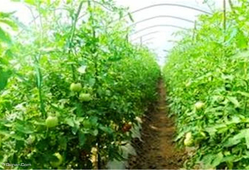 金祥草莓基地第 5 张图片
