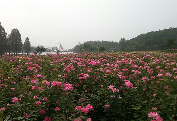 木兰玫瑰园第 19 张图片