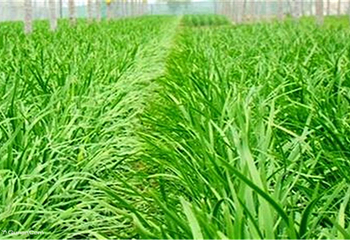 金祥草莓基地第 4 张图片
