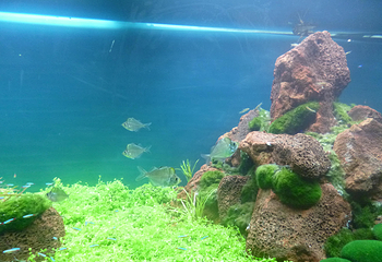 中山小榄海洋生物珊瑚科普展第 5 张图片