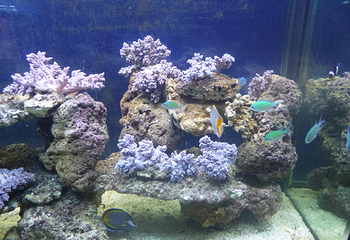 中山小榄海洋生物珊瑚科普展第 3 张图片