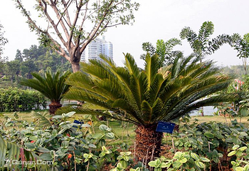 深圳国际园林花卉博览园第 22 张图片