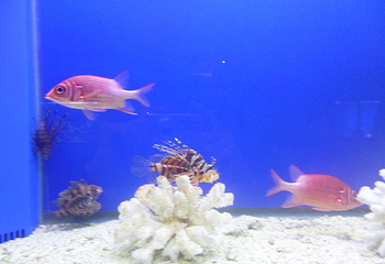中山小榄海洋生物珊瑚科普展第 2 张图片