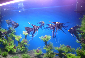 中山小榄海洋生物珊瑚科普展第 4 张图片