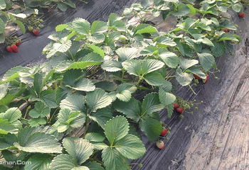 甪直圆晓果品种植采摘园第 7 张图片