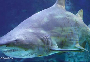 吉隆坡城中城水族馆第 13 张图片
