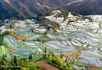 元阳哈尼梯田第 58 张图片