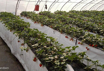 北京兴寿天成种植园第 4 张图片
