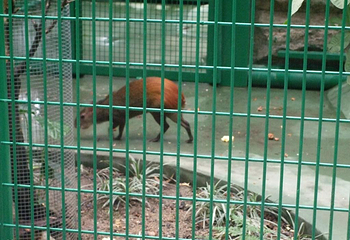 香港动植物公园第 9 张图片